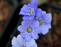 Good sized blue flowers